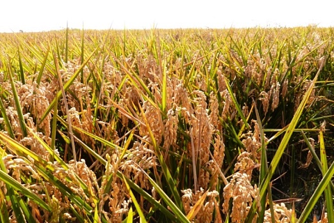 Аграрии Кубани выполнили план по севу риса на 50%